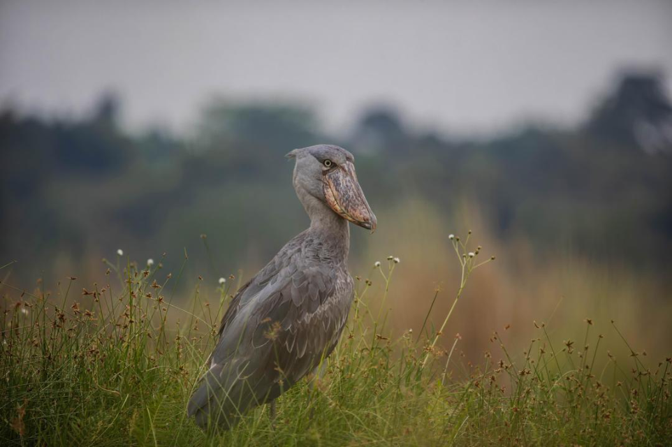 Shoebill Stalking Mabamba Wetland Uganda