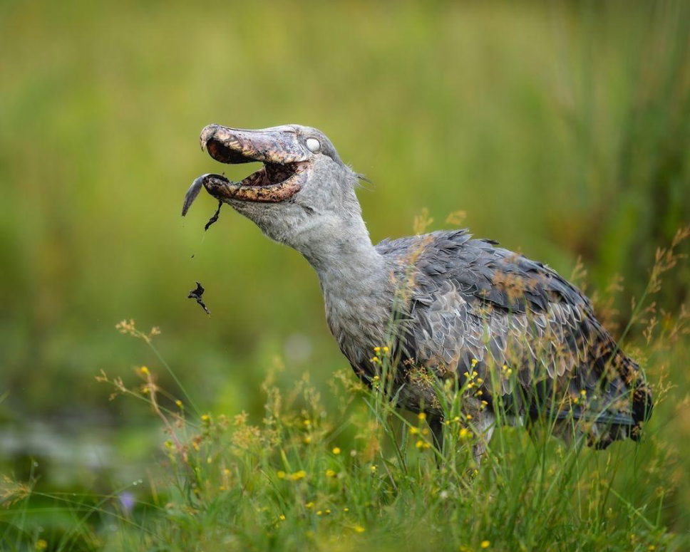 Shoebill Feeding Mabmaba Wetland Uganda