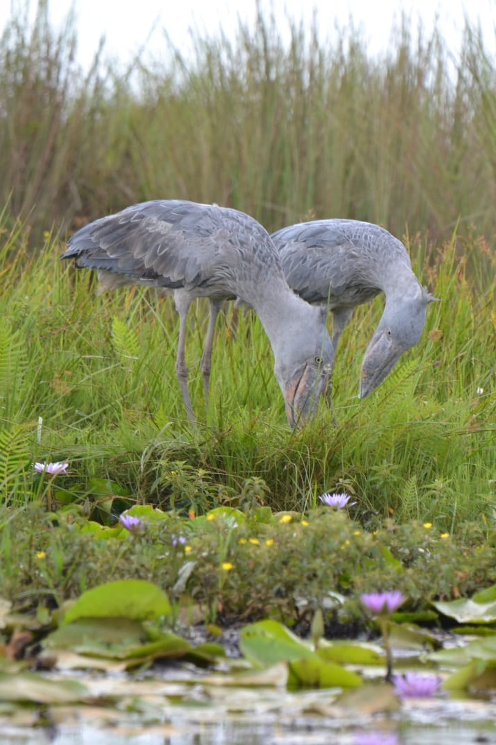 Shoebill Breeding Mabamba Wetland Uganda