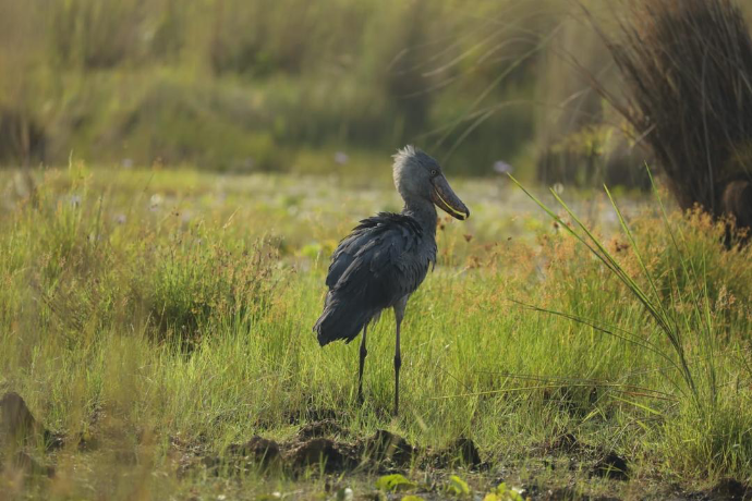 Shoebill Mabamba Wetland